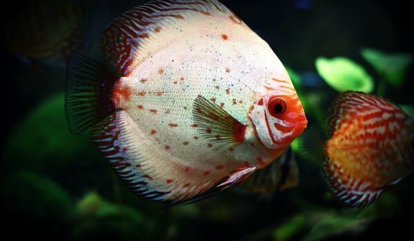 Photo: Discus Fish