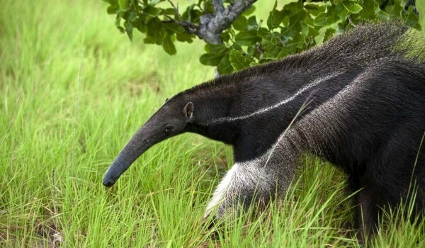Photo: Anteater animal
