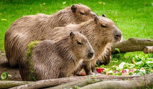 Photo : animal Capybara