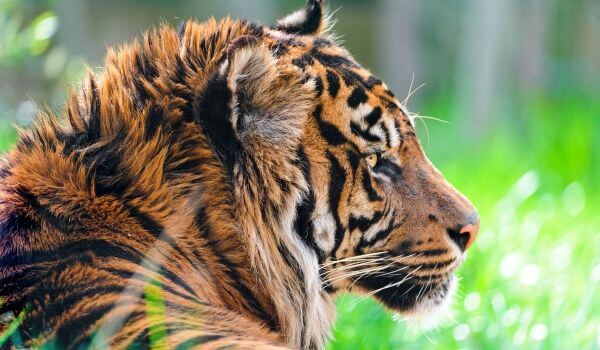 Photo: Animal Sumatran Tiger