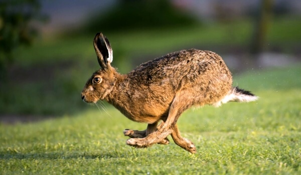 Photo: European hare in summer