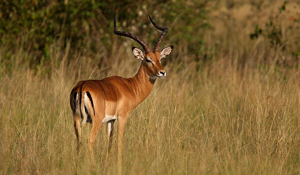 Foto: Impala, of antilope met zwarte rug