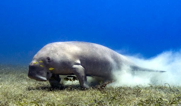Foto: Dugongo marino