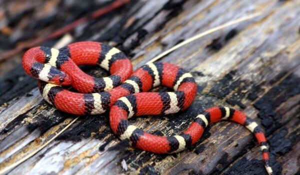 Foto: Sinalojský mléčný had