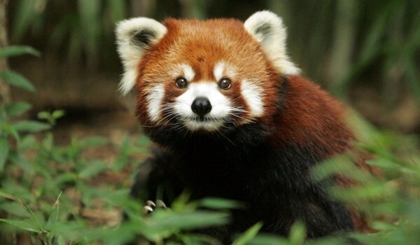 Photo: Red panda animal
