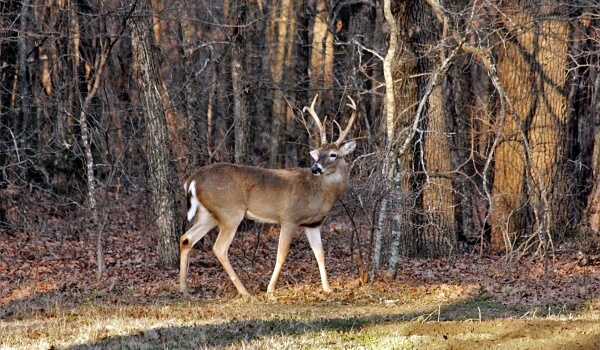 Photo: White-tailed deer in the forest