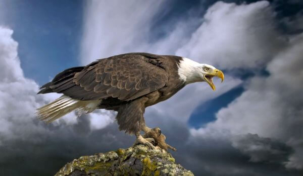 Photo: Bald Eagle animal