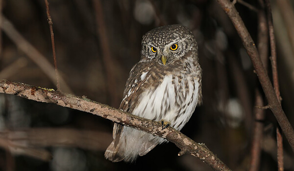 Photo: Night Owl