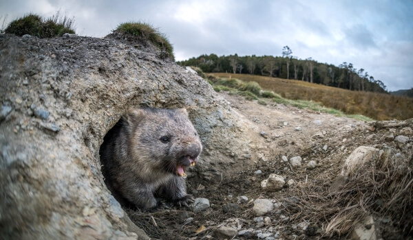 Foto: Wombat australiano