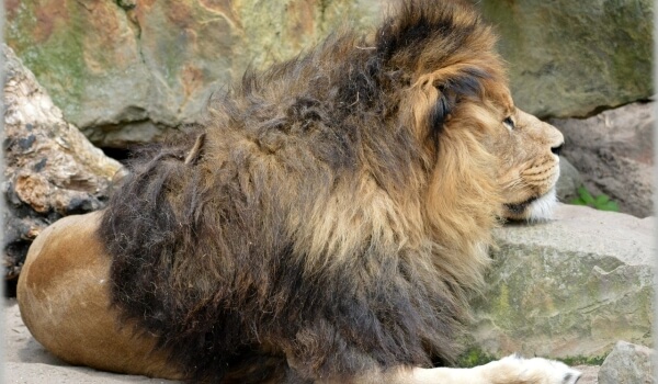 Photo: Barbary Lion