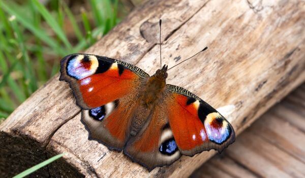 Foto: Peacock's dagelijkse vlinder