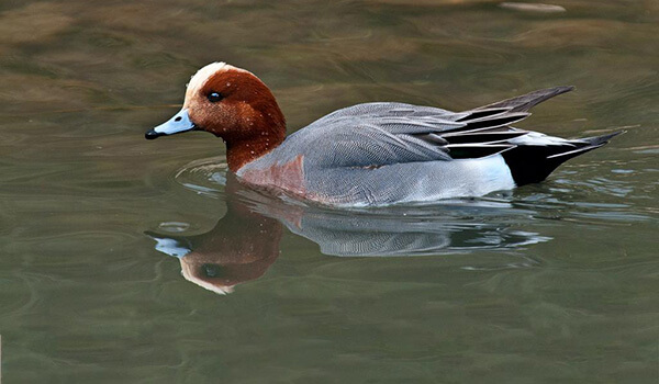 Photo: Wigeon duck in nature