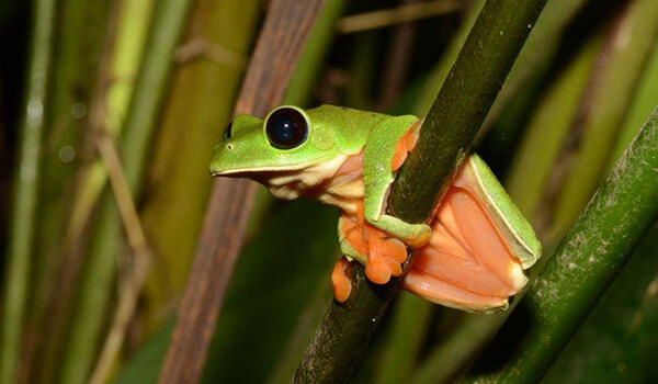 Photo: Poison Tree Frog