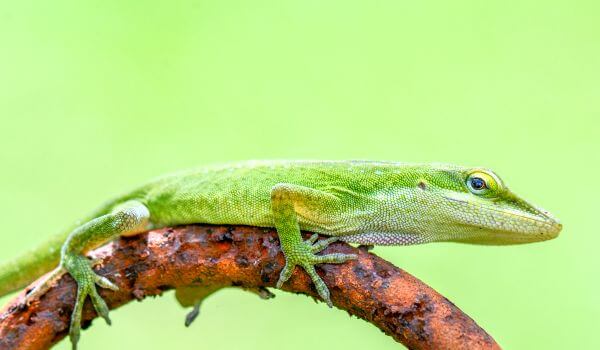 Foto: Anole Knight thuis