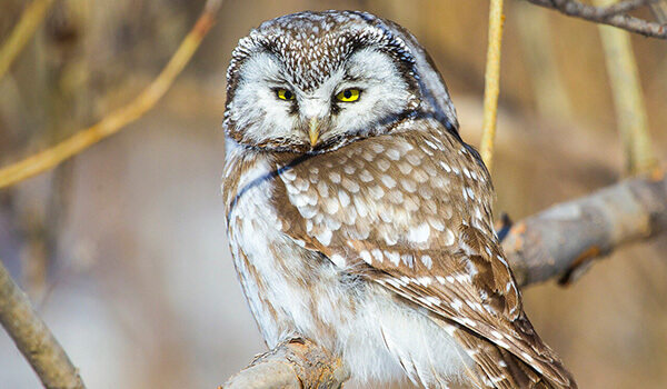 Photo: Rough-legged Owl