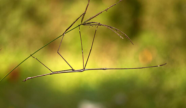 Photo: Stick insect