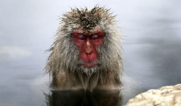 Photo: Animal Japanese Macaque