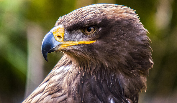 Photo: What a buzzard looks like