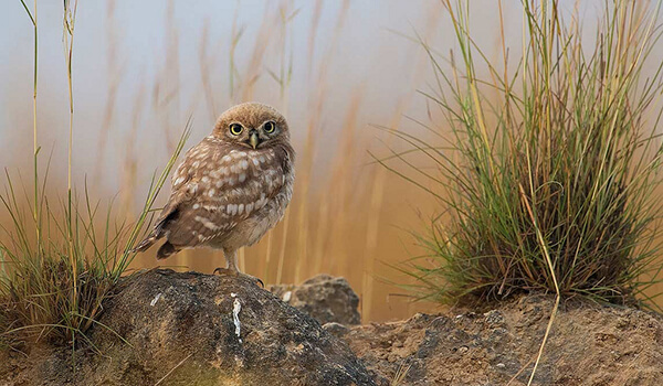 Photo : Owl owlet