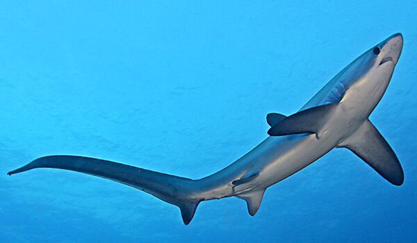 Photo: What the bigeye shark looks like