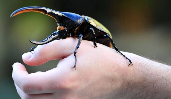 Photo: Hercules beetle from the Red Book