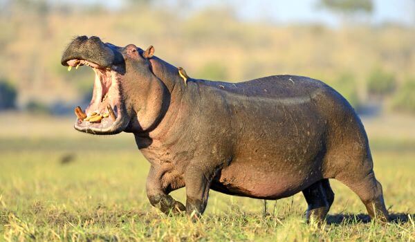 Foto: mamífero hipopótamo
