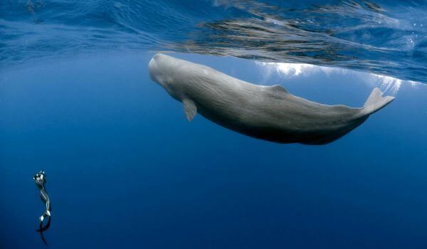 Photo: Sperm Whale Red Book