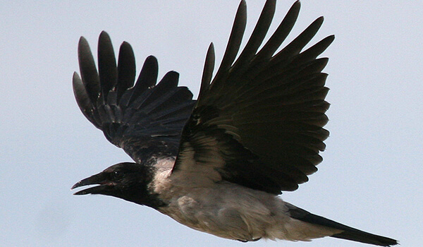 Photo: Hooded Crow in flight