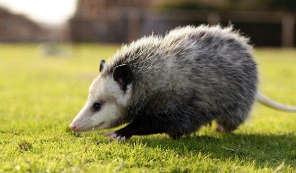 Photo : Possum