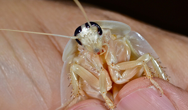 Photo: Small white cockroach