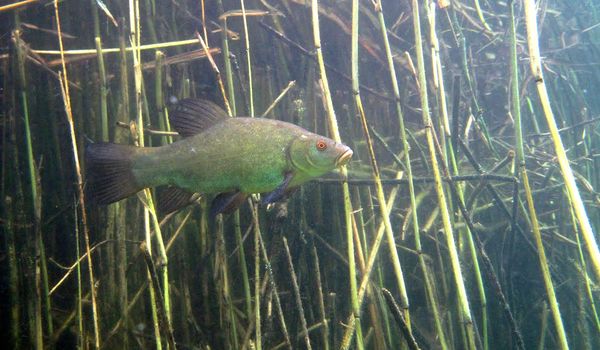 Photo: Tench in the water