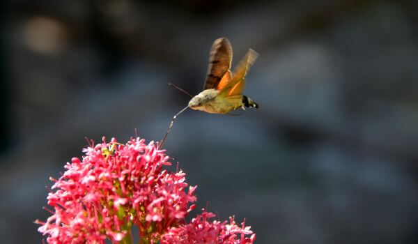 Photo: Hawk hawk moth in flight