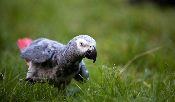  Foto: grijze papegaai