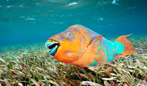 Photo: Parrot fish