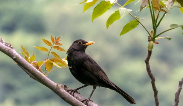 Photo: Blackbird Bird