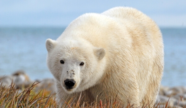 Foto: Polar Bear