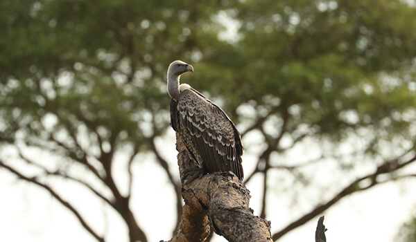 Foto: Como é o abutre-africano