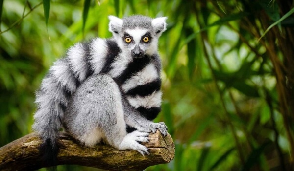 Foto: Ringstaartmaki uit Madagaskar