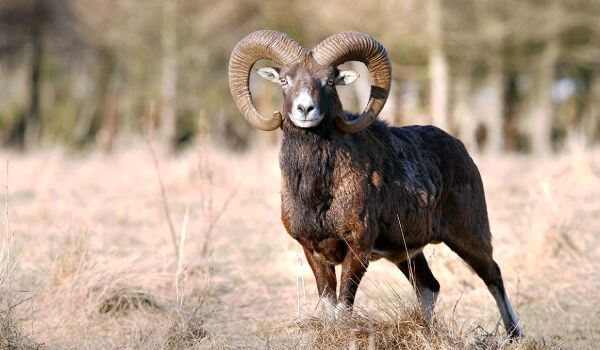 Photo: Sheep mouflon
