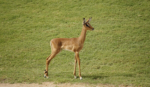 Foto: cómo se ve un impala