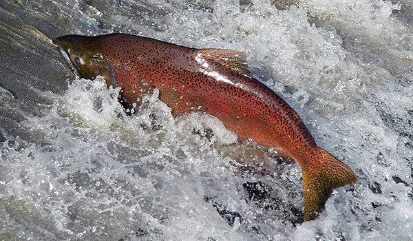 Photo: Red Chinook Fish