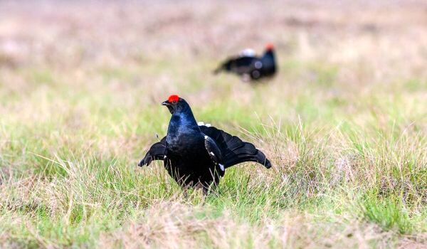 Photo: Black grouse in Russia