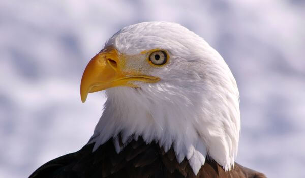 Photo: Bald Eagle