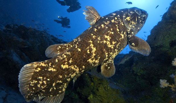 Foto: Coelacanth coelacanth vis