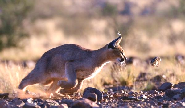  Photo: Caracal desert lynx
