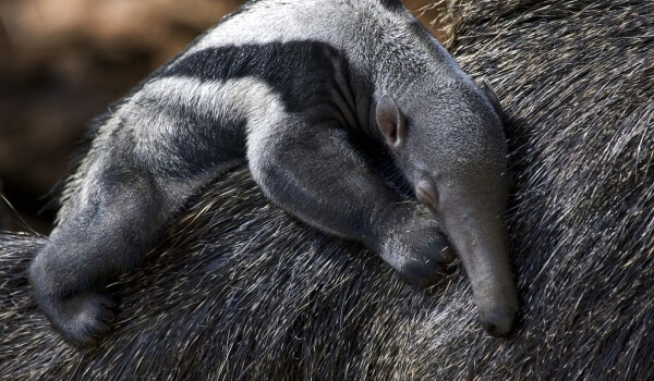 Photo: Anteater Baby