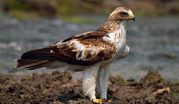 Photo: Booted Eagle in Russia