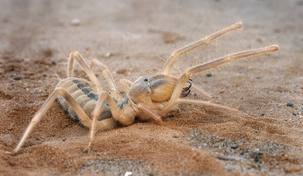 Photo: Poisonous Phalanx Spider