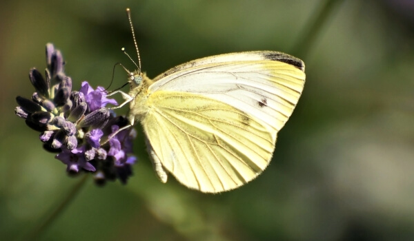 Photo: Cabbage Butterfly Insect