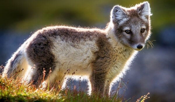 Photo: Arctic fox cub
